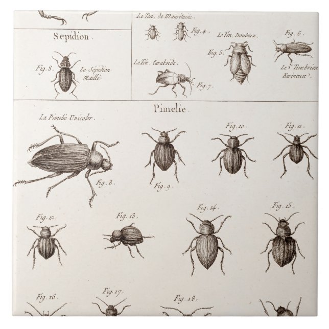 Azulejo Ilustracion de los escarabajos de los insectos de (Frente)