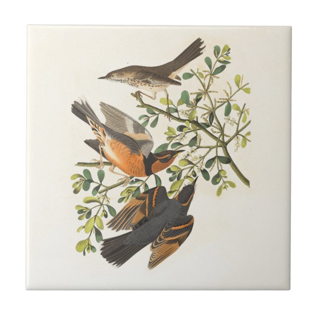 Azulejo Ilustracion de pájaro botánico vintage (Frente)