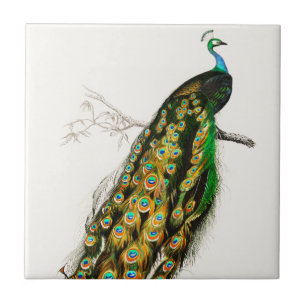 Azulejo Ilustracion de pavo real