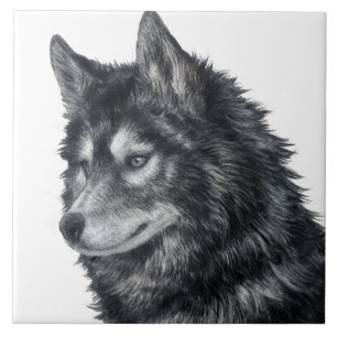 Azulejo Ilustracion de perro de Balto