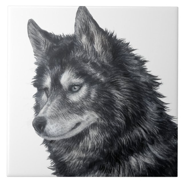 Azulejo Ilustracion de perro de Balto (Frente)