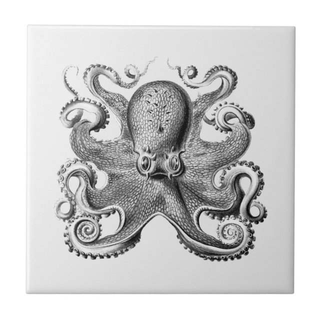 Azulejo ilustracion de pulpo negro por Ernst Haeckel (Frente)