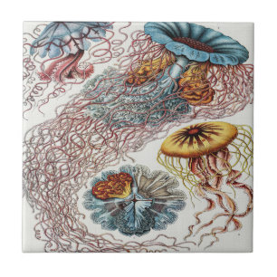 Azulejo Ilustracion de vida marina - Ernst Haeckel Poster