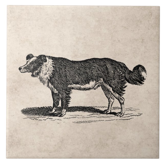 Azulejo Ilustracion del perro del border collie de los (Frente)