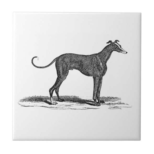 Azulejo Ilustracion del perro del galgo de los 1800s del (Frente)