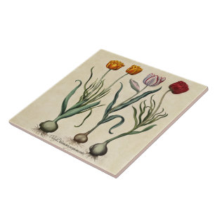 Azulejo Ilustracion del tulipán del vintage