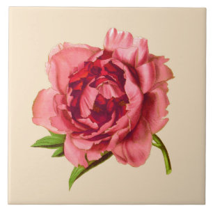 Azulejo Ilustracion del vintage de un Peony rosado