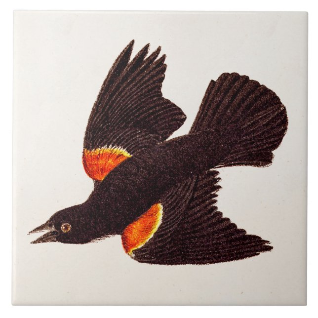 Azulejo Ilustracion negro de alas rojas del pájaro de los (Frente)