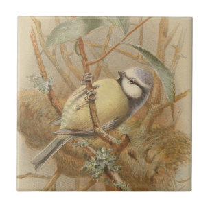 Azulejo Ilustración vintage de herrerillo