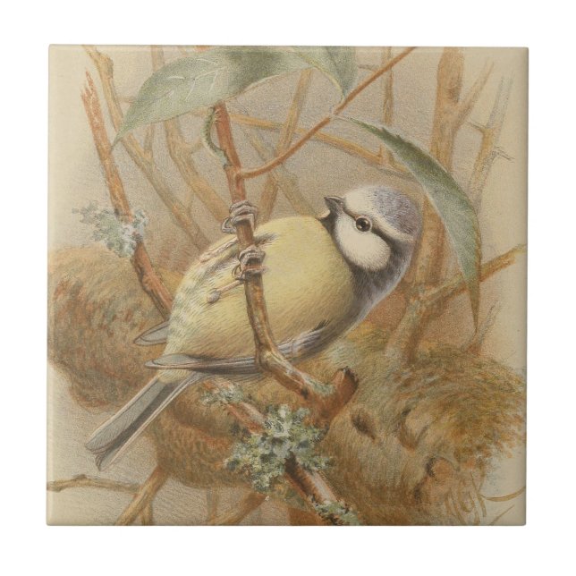 Azulejo Ilustración vintage de herrerillo (Frente)