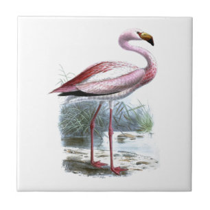 Azulejo Ilustracion Vintage Puna Flamingo