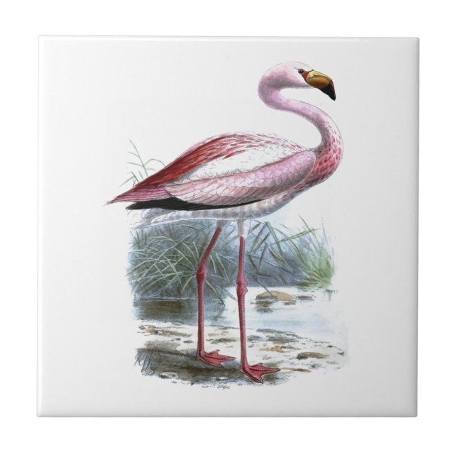 Azulejo Ilustracion Vintage Puna Flamingo (Frente)