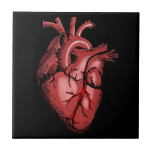 Azulejo Imagen de corazón anatómico realista