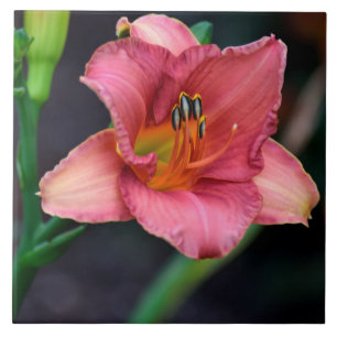 Azulejo Imagen de la macro de Lily Day