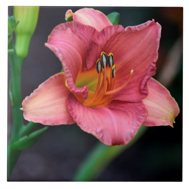 Azulejo Imagen de la macro de Lily Day (Frente)