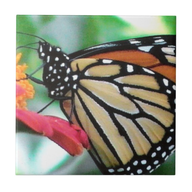 Azulejo Imagen de la mariposa monarca (Frente)