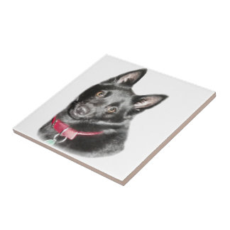 Azulejo Imagen de Schipperke
