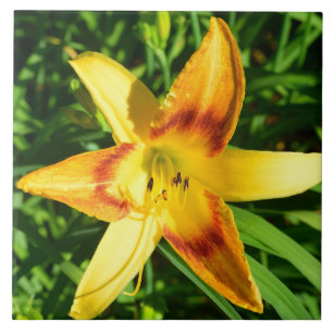 Azulejo Imagen macro de una flor de lirio