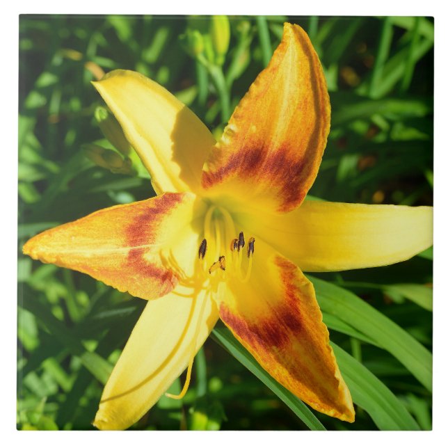 Azulejo Imagen macro de una flor de lirio (Frente)