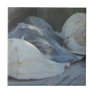 Azulejo IMG_1498 (3).jpg