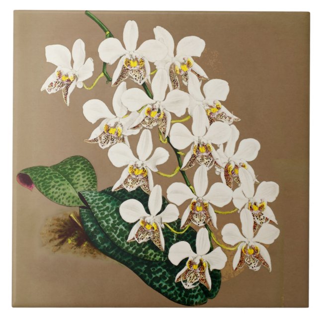 Azulejo Impresión botánica de orquídeas blancas, fondo de  (Frente)