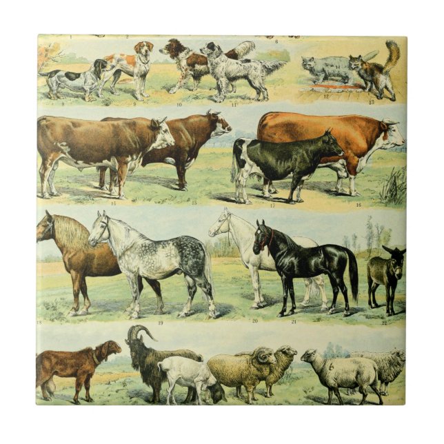 Azulejo Impresión de animales de granja de cosecha de cose (Frente)