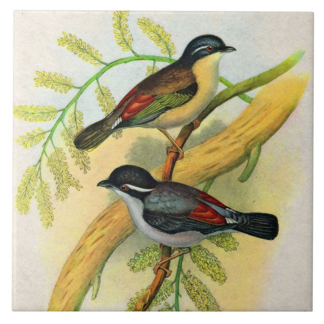 Azulejo impresión de aves de bonito (Frente)