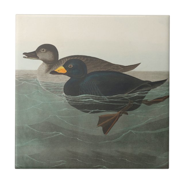 Azulejo Impresión de Negrón Americano de Audubon: Pato Cos (Frente)