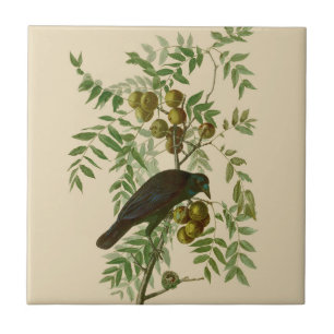 Azulejo Impresión de pájaro Grackle púrpura de Audubon Vin