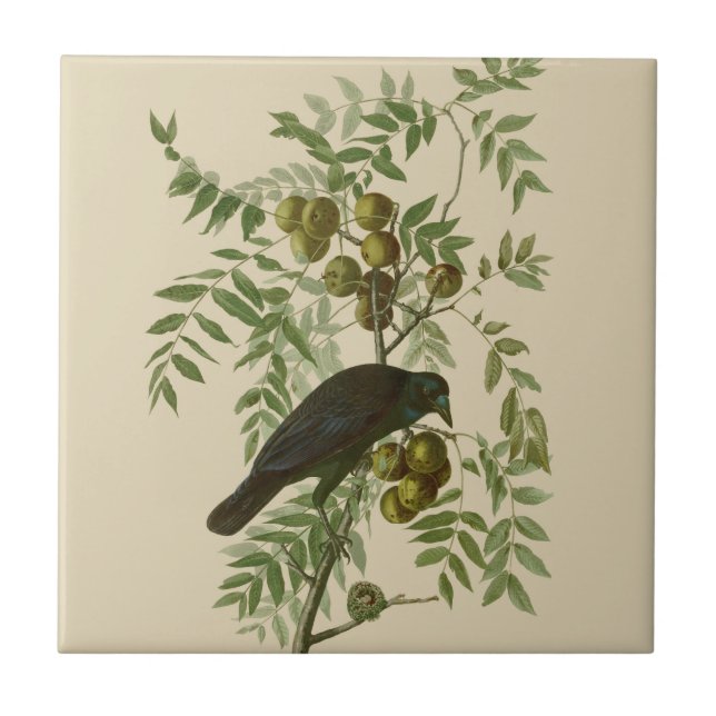 Azulejo Impresión de pájaro Grackle púrpura de Audubon Vin (Frente)
