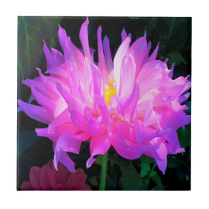 Azulejo Impresionante Cactus Dahlia Rosa y Purpura