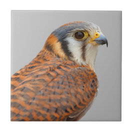 Azulejo Impresionante Cernícalo De Cernícalo De Sparrowhaw