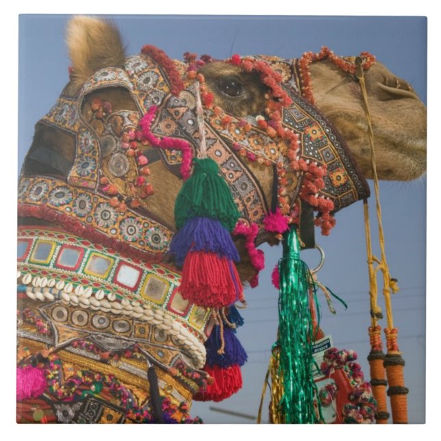 Azulejo INDIA, Rajasthan, Pushkar: FERIA DE CAMELLOS DE PU (Frente)