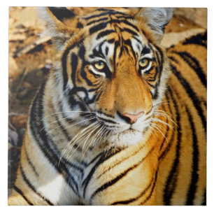 Azulejo India, Sawai Madhopur, Parque Nacional de Ranthamb