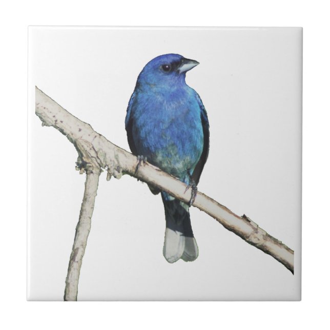 Azulejo Indigo Bunting (Frente)