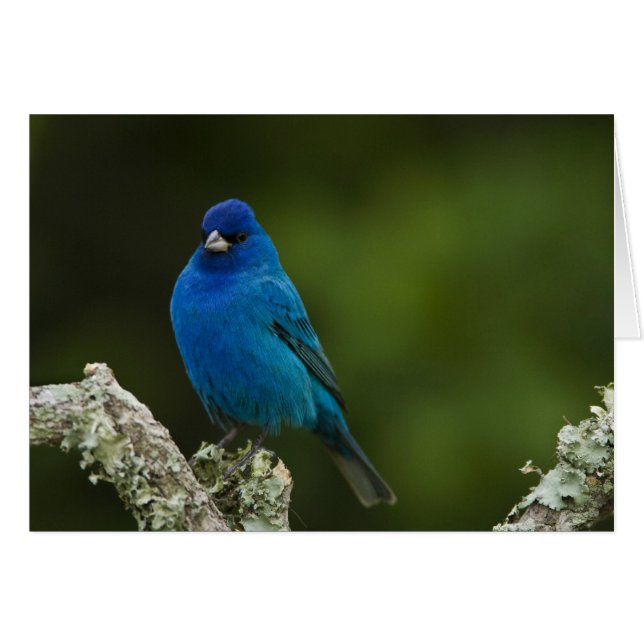 Azulejo índigo, Passerina cyanea, Costero (Anverso (Horizontal))