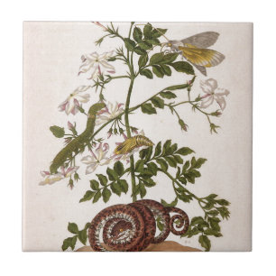 Azulejo Insectorum Surinamensium de la metamorfosis