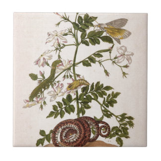 Azulejo Insectorum Surinamensium de la metamorfosis