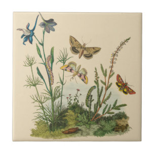 Azulejo Insectos de jardín vintage, mariposas, orugas