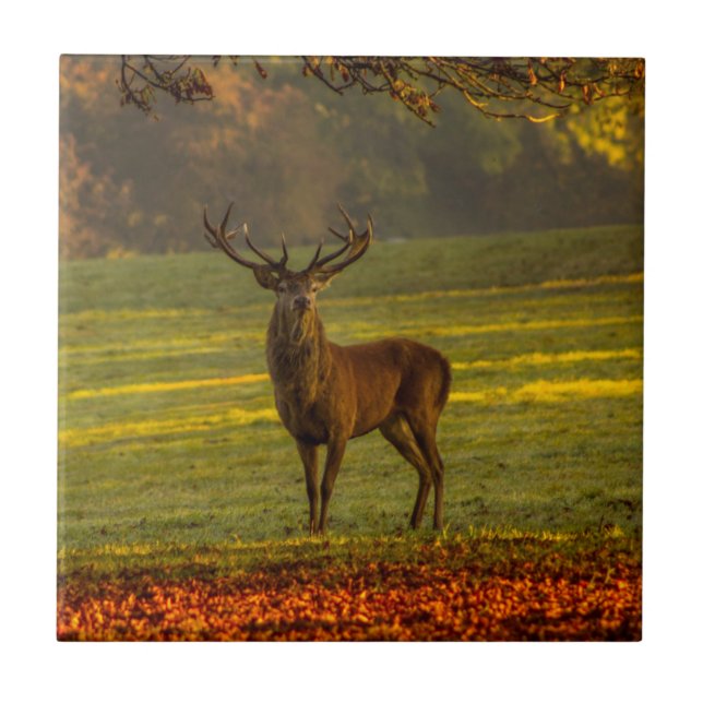 Azulejo Inspiraciones naturales Regal Buck (Frente)