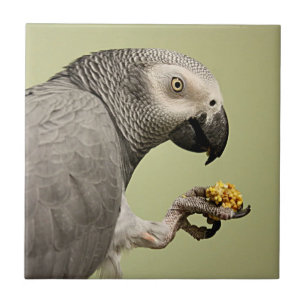 Azulejo Intenso loro gris africano en Congo