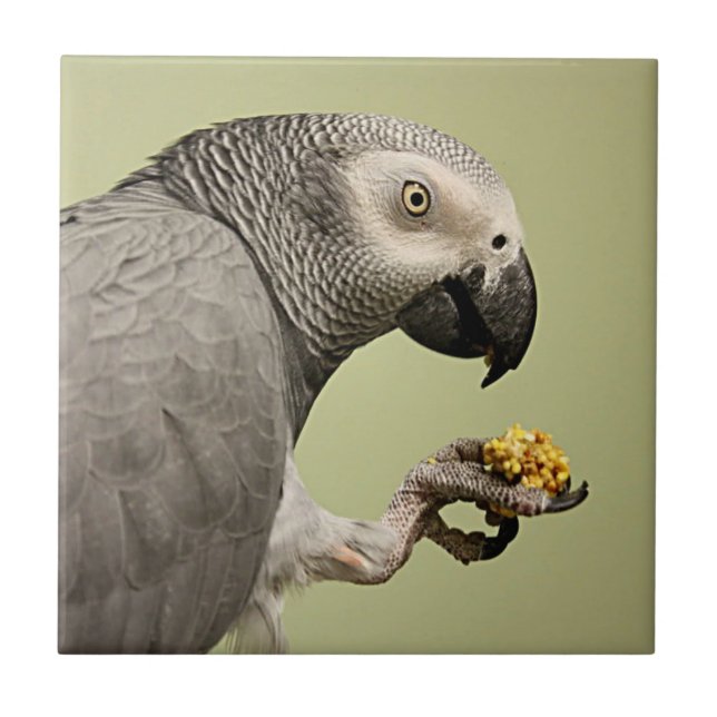 Azulejo Intenso loro gris africano en Congo (Frente)