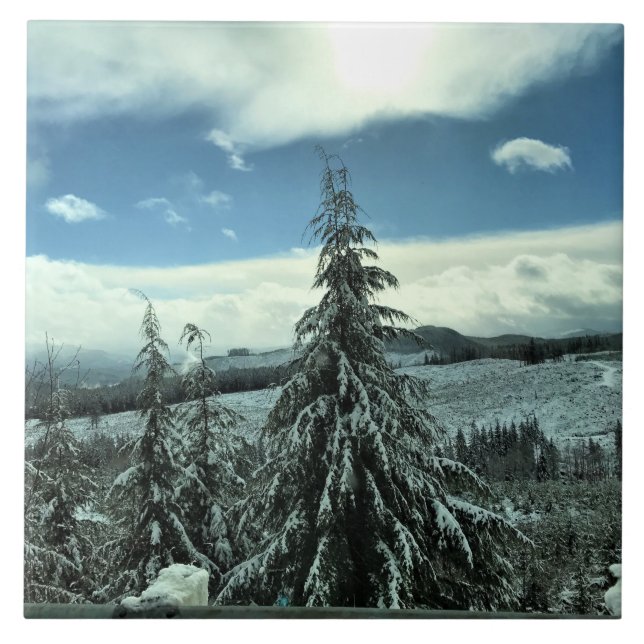 Azulejo Invierno en el bosque estatal de Tillamook, Oregón (Frente)