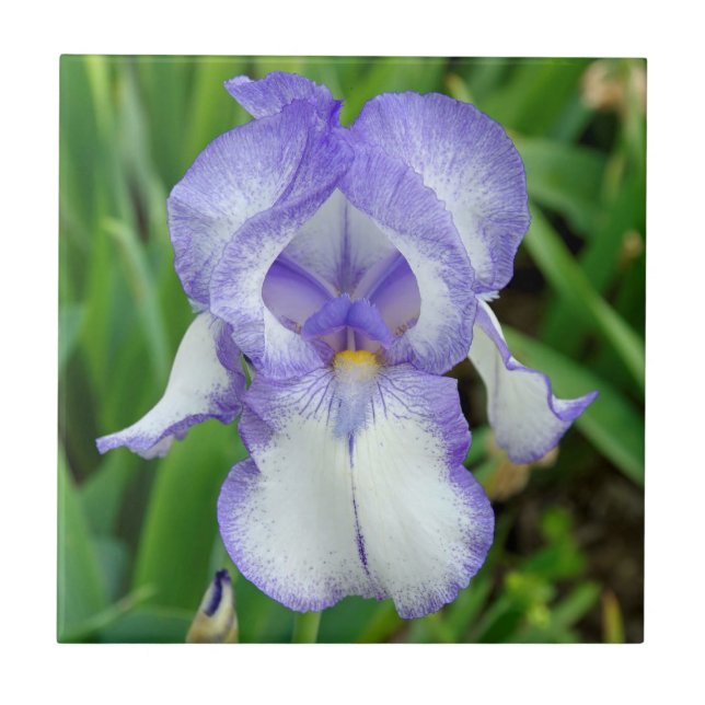 Azulejo Iris azul (Frente)