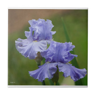 Azulejo Iris Delight