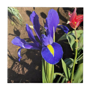 Azulejo Iris en un campo de tulipán, Woodburn, Oregón