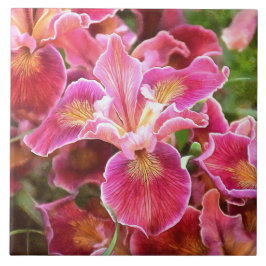 Azulejo Iris rosa anaranjado