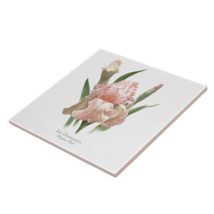 Azulejo Iris rosa Rubor