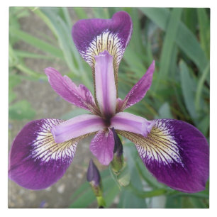 Azulejo Iris Tile púrpura