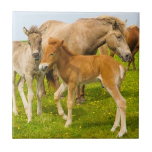 Azulejo Islandia. Dyrholaey. Terneros de caballo de Island